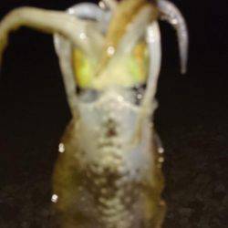 苦戦のアオリイカ