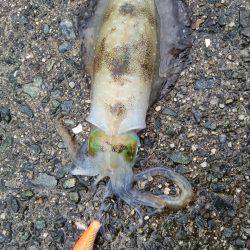 そこそこのアタリ…