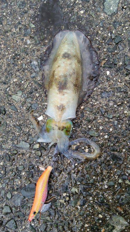 そこそこのアタリ…