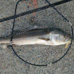 かもめ大橋釣果