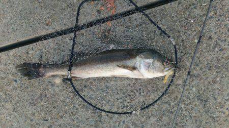 かもめ大橋釣果