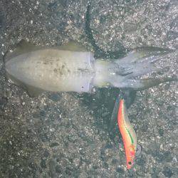 アオリイカエギング今季初釣行！