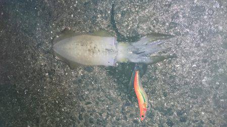 アオリイカエギング今季初釣行！