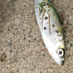 ゲリラ豪雨直撃