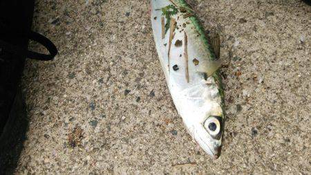 ゲリラ豪雨直撃