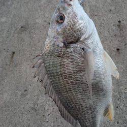 サゴシ狙いで武庫一へ