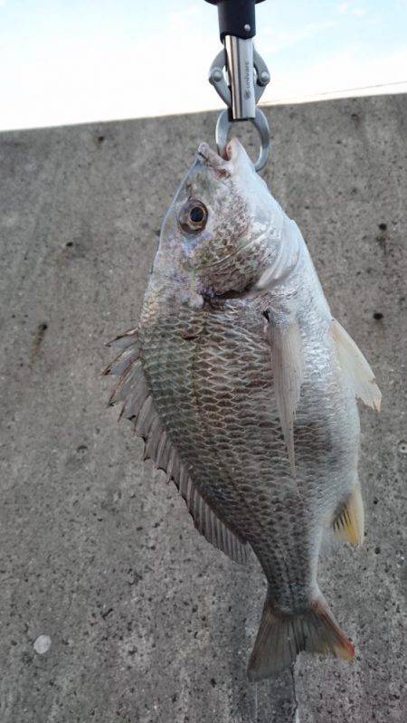 サゴシ狙いで武庫一へ