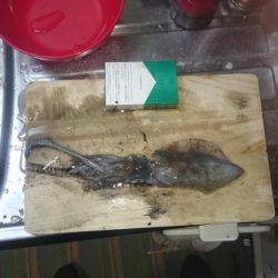 エギングオンリー