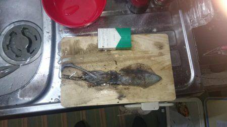 エギングオンリー