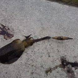 貝塚でアオリイカ新子