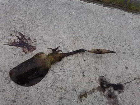 貝塚でアオリイカ新子