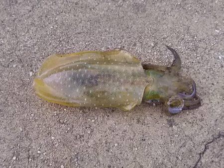 貝塚でアオリイカ