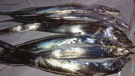 今宵も太刀魚♪