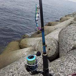 貝塚でアオリイカ