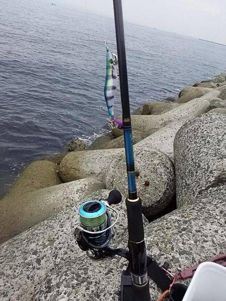 貝塚でアオリイカ