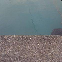 台風後のアジ釣り