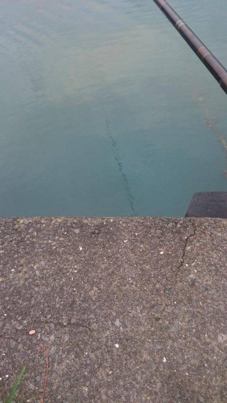 台風後のアジ釣り