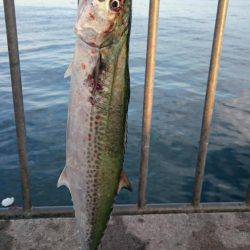 サゴシ+タチウオ