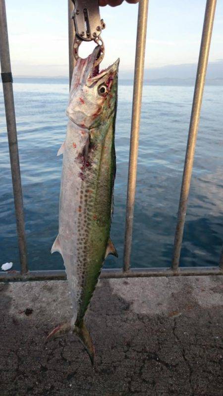 サゴシ+タチウオ