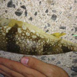 たそがれ釣り旅、台風の合間にて