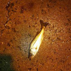 久々に舞洲に！