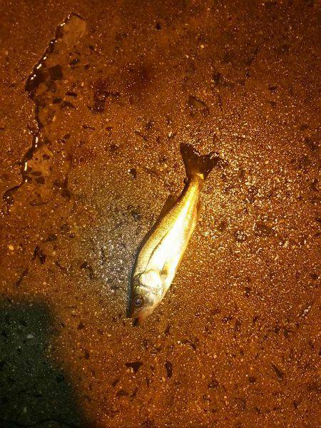 久々に舞洲に！