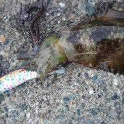 秋イカエギング釣行