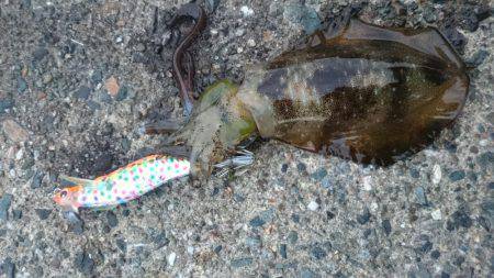 秋イカエギング釣行