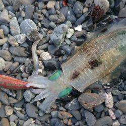 走り回って当たりポイント!