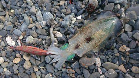 走り回って当たりポイント！