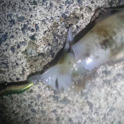 イカより人のほうが多そう・・・