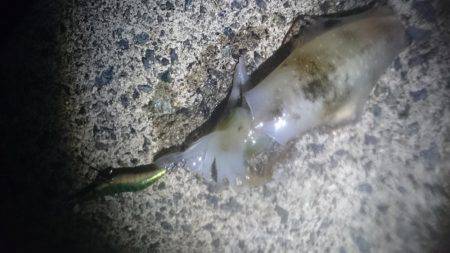 イカより人のほうが多そう・・・