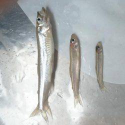 佐仲ダムワカサギ釣行！