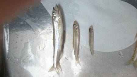 佐仲ダムワカサギ釣行！