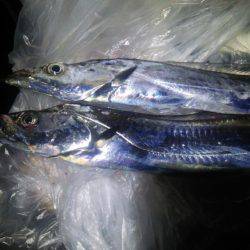 堺周辺タチウオ調査