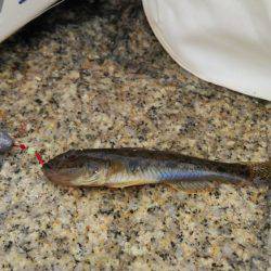 ハゼはいるかな？