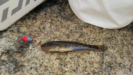 ハゼはいるかな？