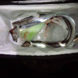 ようこそ太刀ちゃん(*^_^*)