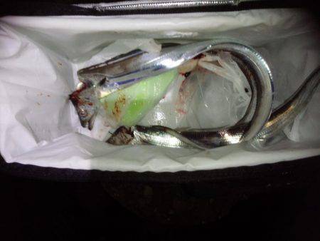 ようこそ太刀ちゃん(*^_^*)