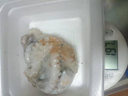 太刀魚うおー！