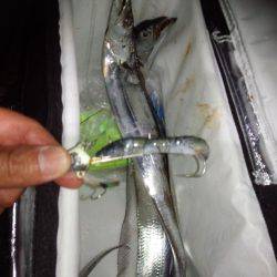 太刀魚サイズＵＰ！