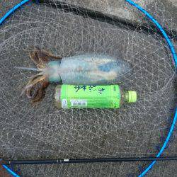 今週もアジが、売って無かったのでエギングにての釣行でした。