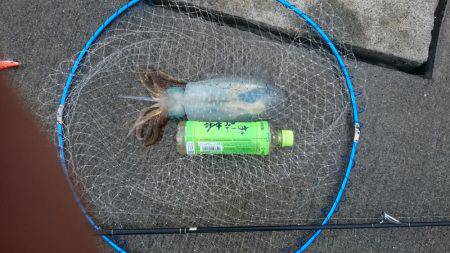 今週もアジが、売って無かったのでエギングに…