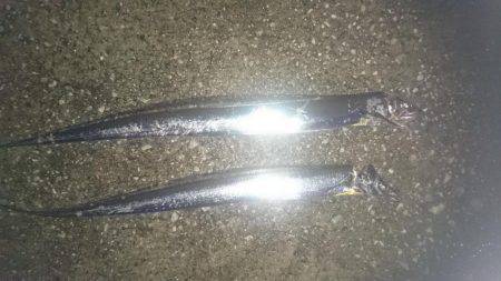 タチウオ短時間狙いで