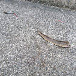 エソしか釣れず