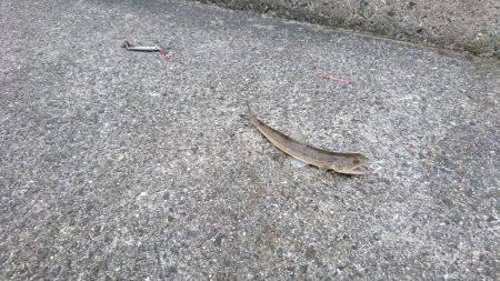 エソしか釣れず