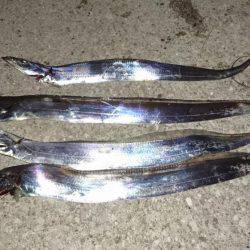 空飛ぶタチウオ