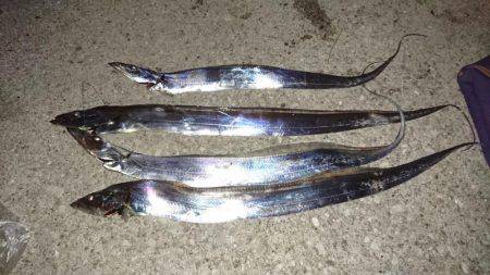 空飛ぶタチウオ