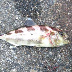 タチウオ激渋、アジ爆釣