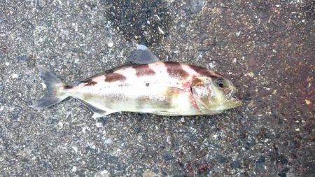 タチウオ激渋、アジ爆釣